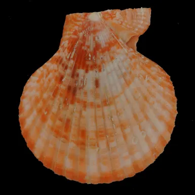 Mimachlamys Gloriosa