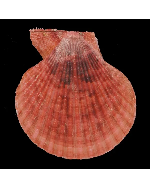Mimachlamys Gloriosa