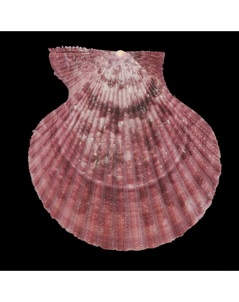 Mimachlamys Gloriosa