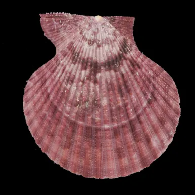 Mimachlamys Gloriosa