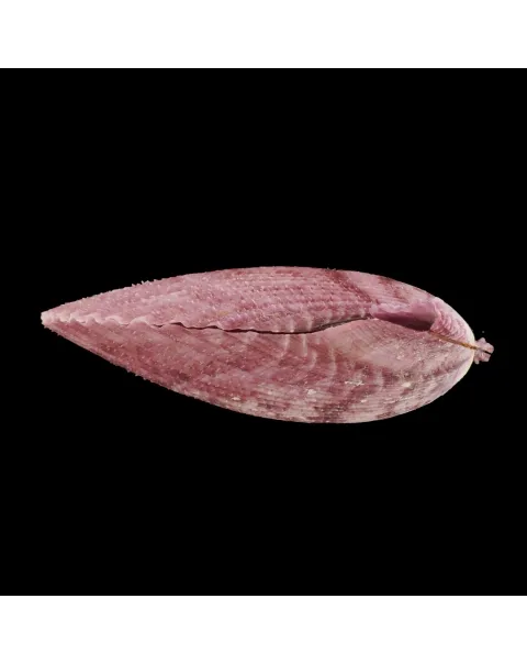 Mimachlamys Gloriosa