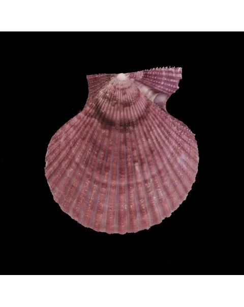 Mimachlamys Gloriosa