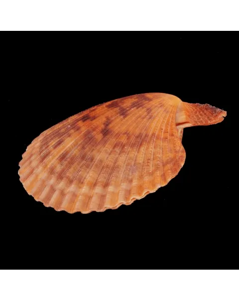 Mimachlamys Gloriosa