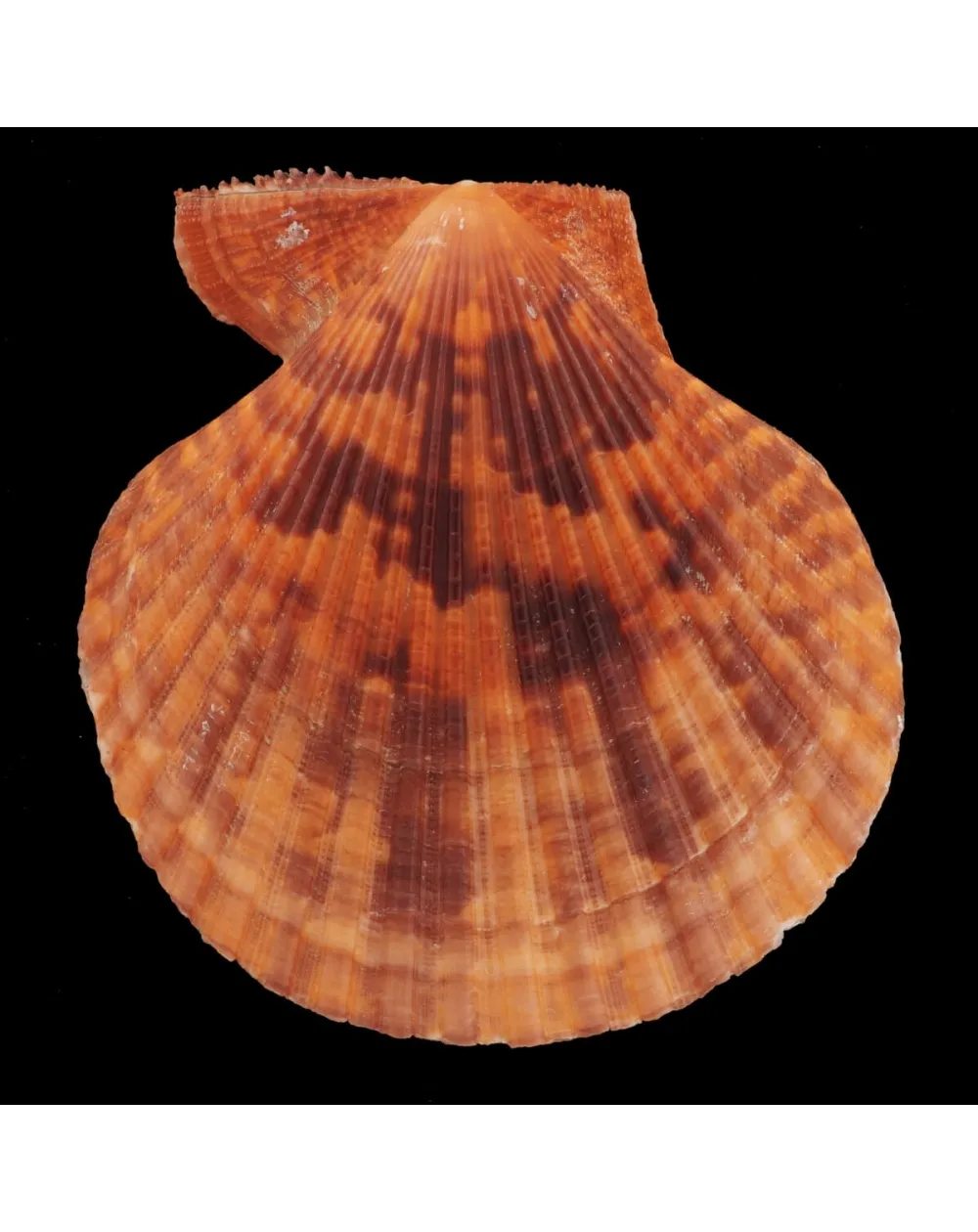 Mimachlamys Gloriosa