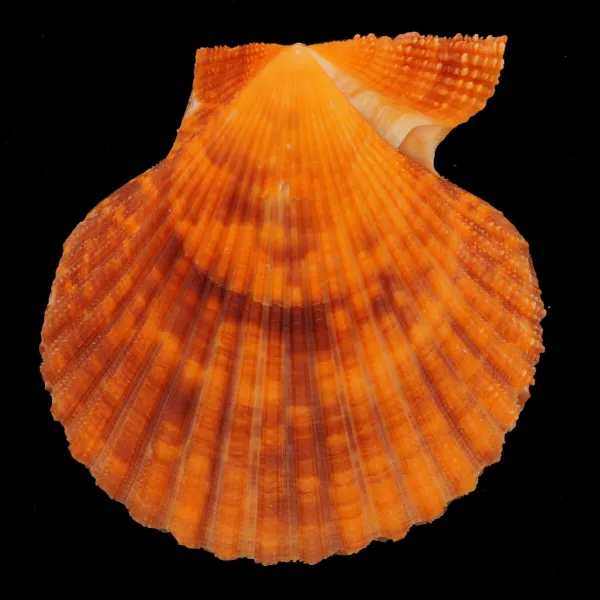 Mimachlamys Gloriosa