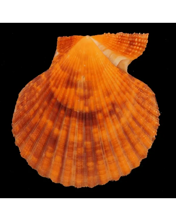 Mimachlamys Gloriosa
