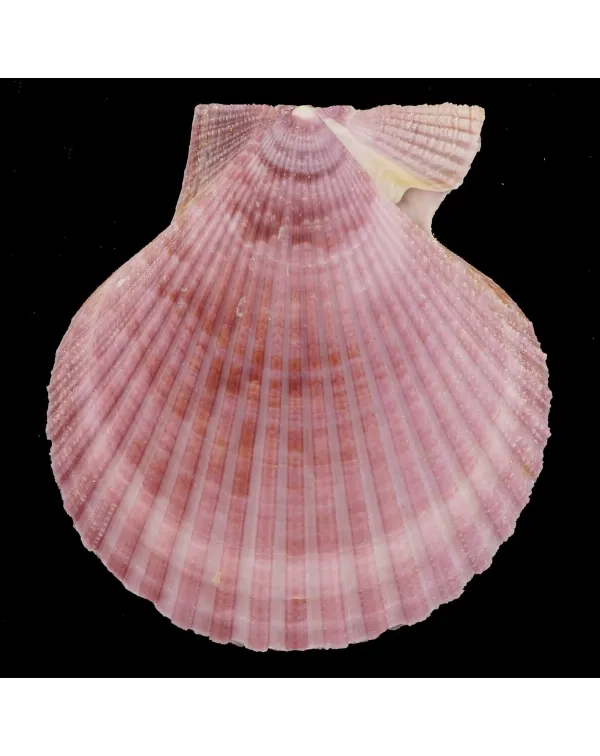 Mimachlamys Gloriosa