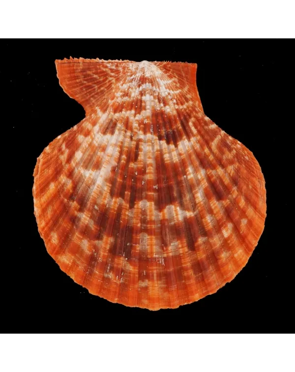 Mimachlamys Gloriosa
