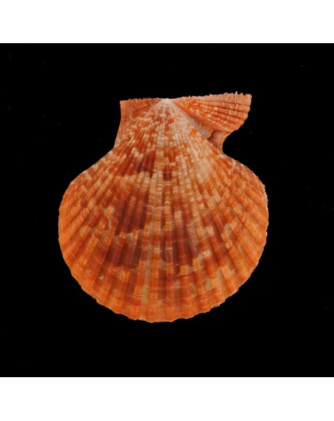 Mimachlamys Gloriosa