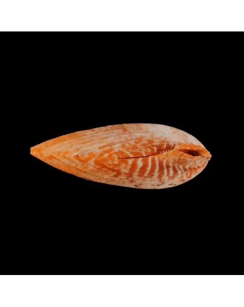 Mimachlamys Gloriosa