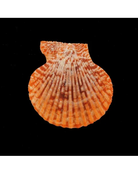 Mimachlamys Gloriosa