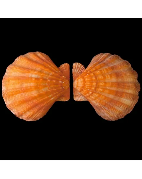 Nodipecten Subnodosus