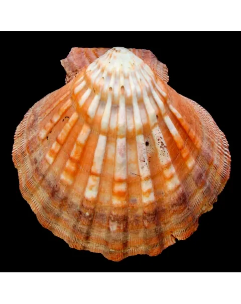 Nodipecten Subnodosus