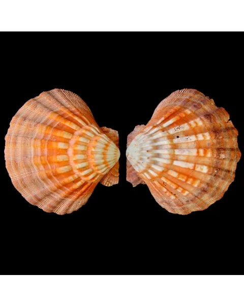 Nodipecten Subnodosus