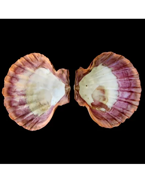 Nodipecten Subnodosus