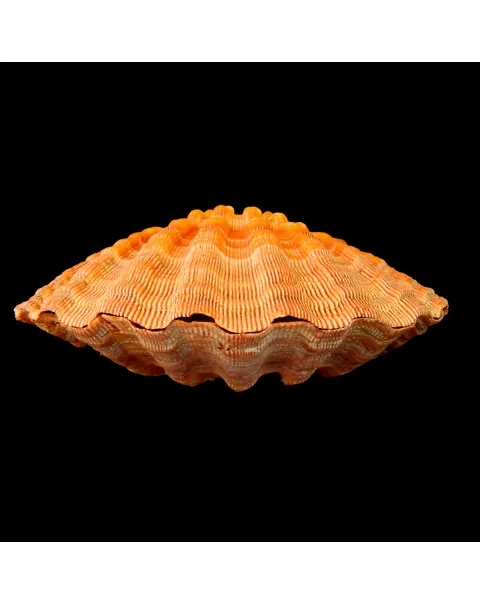 Nodipecten Subnodosus