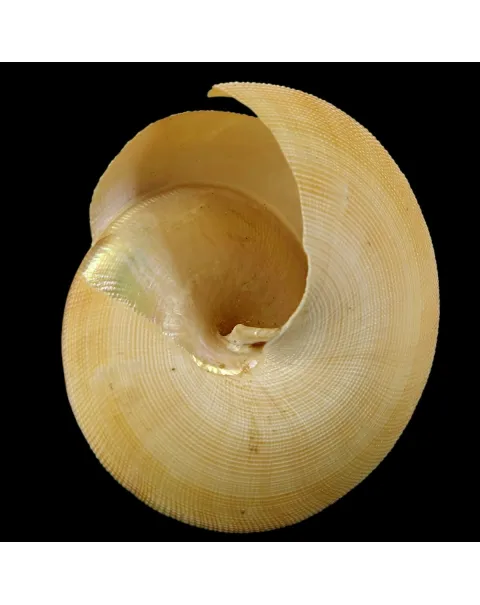Bayerotrochus Teramachii
