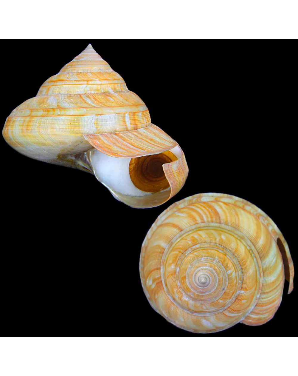 Bayerotrochus Teramachii