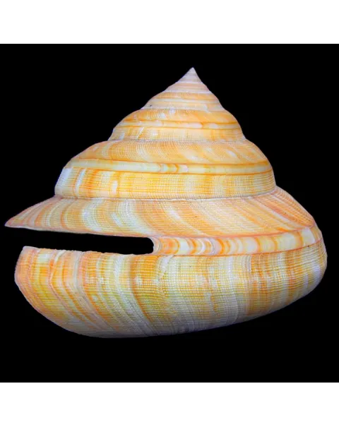 Bayerotrochus Teramachii