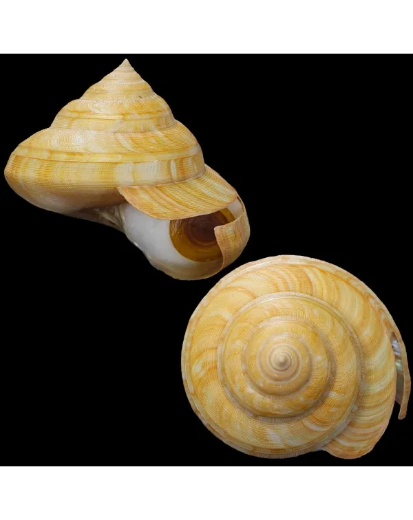 Bayerotrochus Teramachii