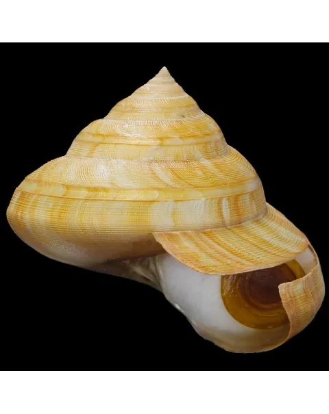 Bayerotrochus Teramachii