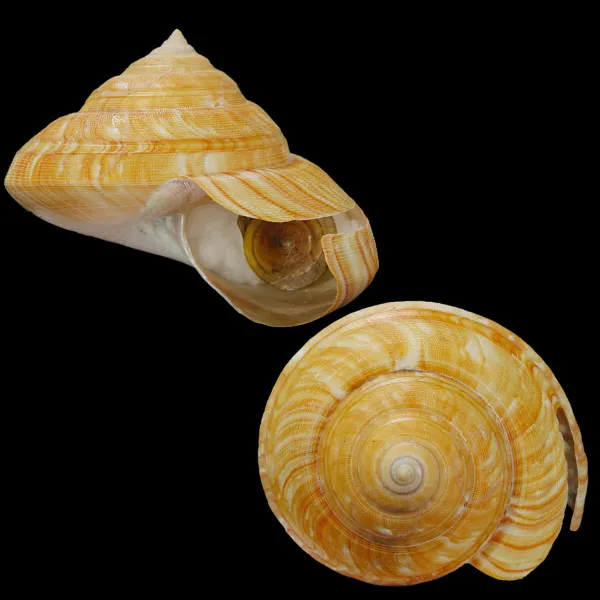 Bayerotrochus Teramachii