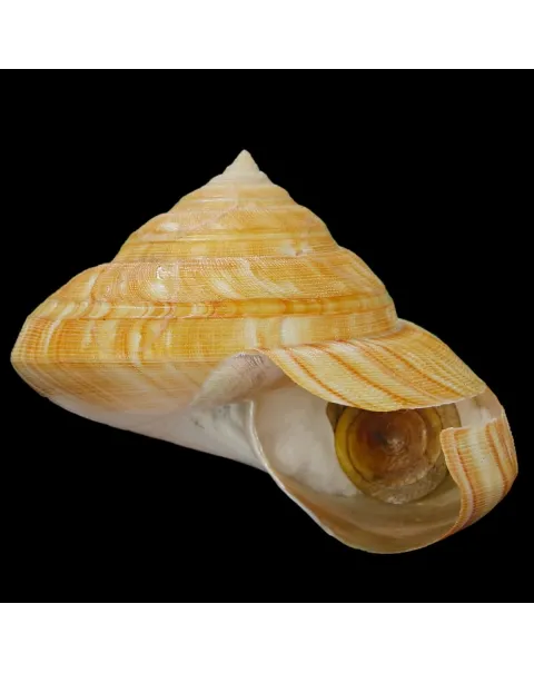 Bayerotrochus Teramachii