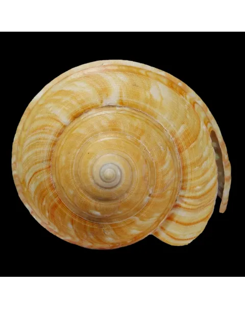 Bayerotrochus Teramachii