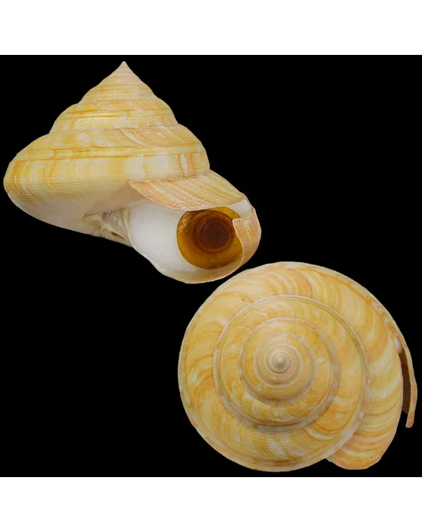 Bayerotrochus Teramachii