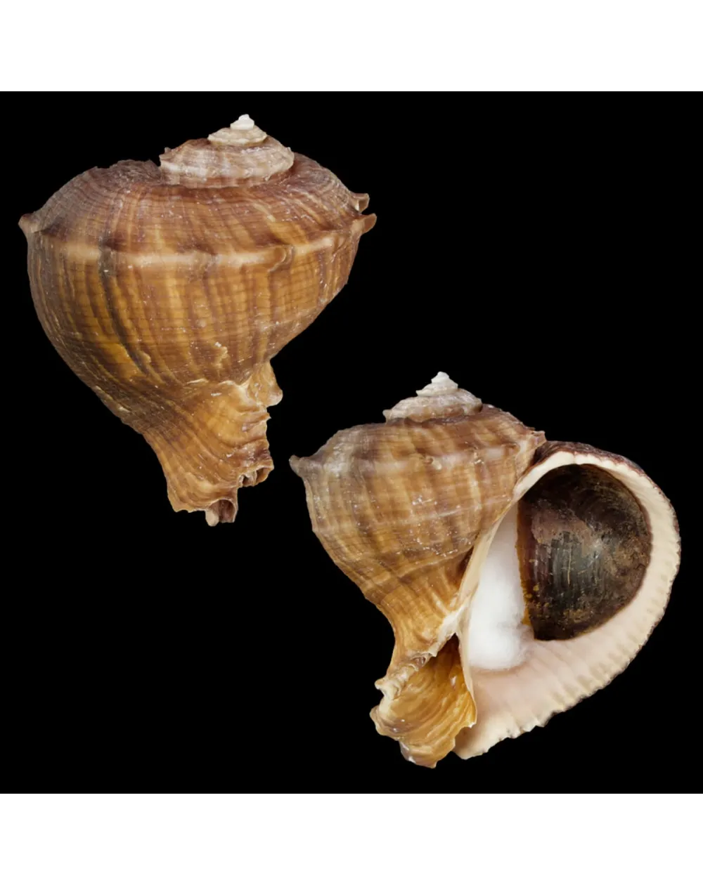 Rapana Rapiformis