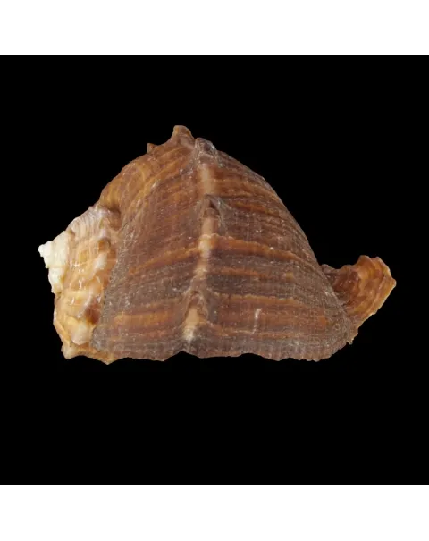 Rapana Rapiformis