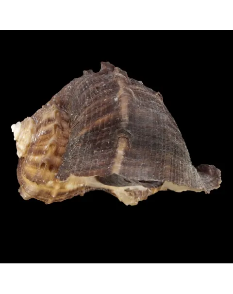 Rapana Rapiformis