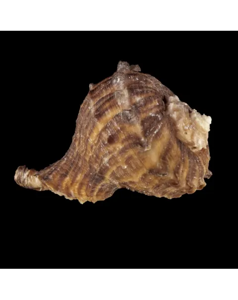 Rapana Rapiformis
