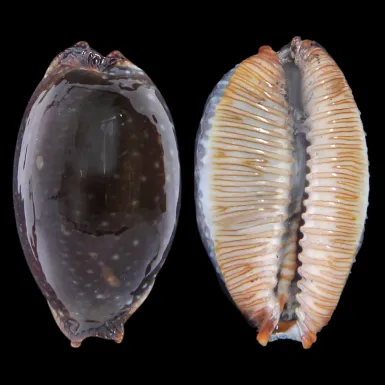 Staphylaea F. Laevigata