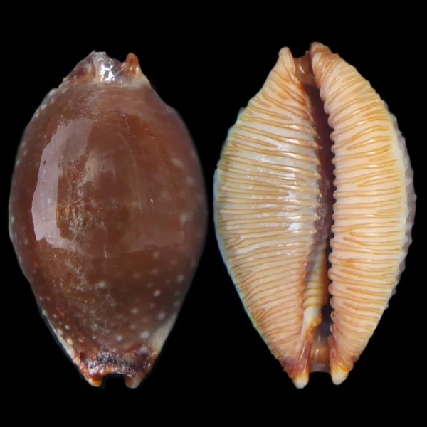 Staphylaea F. Laevigata