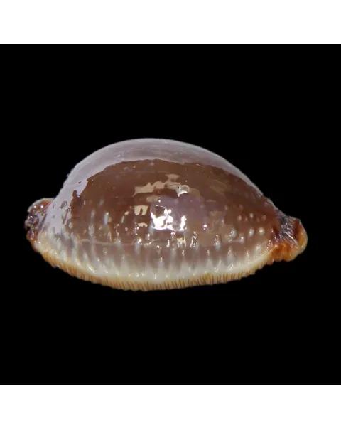 Staphylaea F. Laevigata