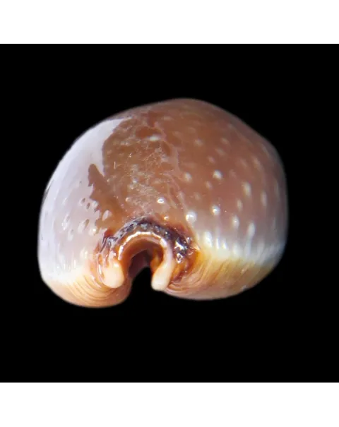 Staphylaea F. Laevigata