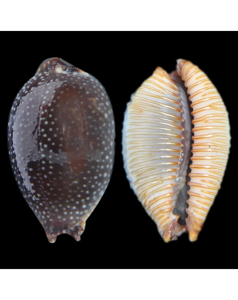 Staphylaea F. Laevigata