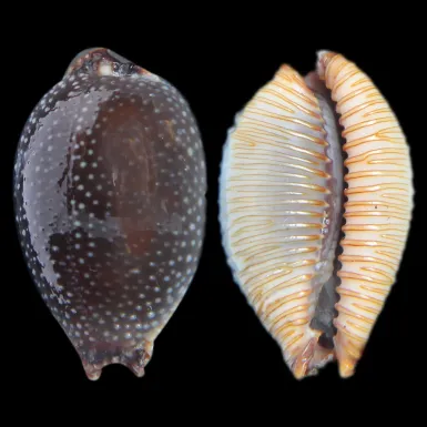 Staphylaea F. Laevigata