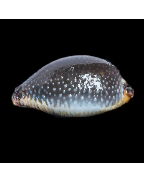 Staphylaea F. Laevigata