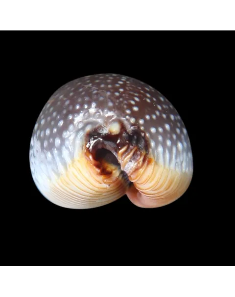 Staphylaea F. Laevigata