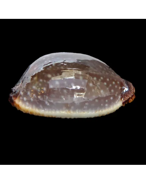 Staphylaea F. Laevigata