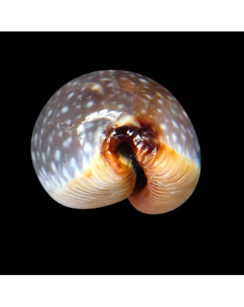 Staphylaea F. Laevigata