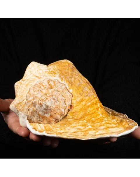 Lobatus Goliath