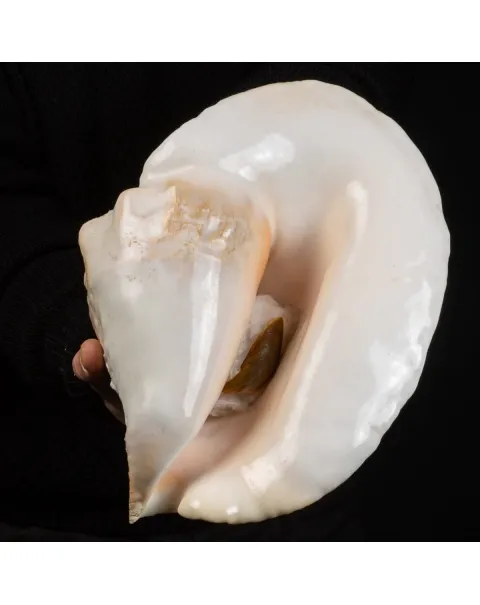 Lobatus Goliath