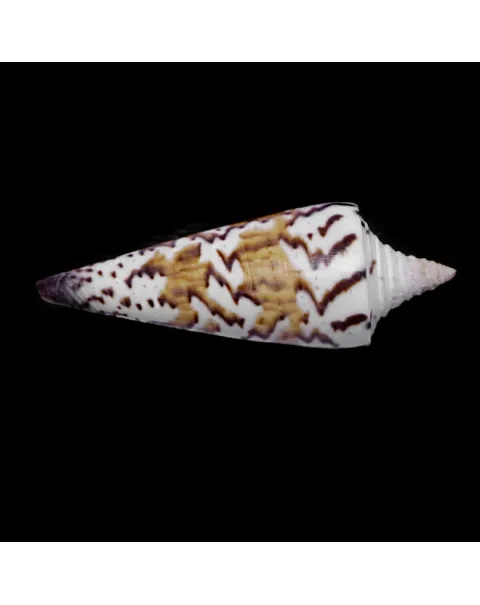 Strategoconus Generalis