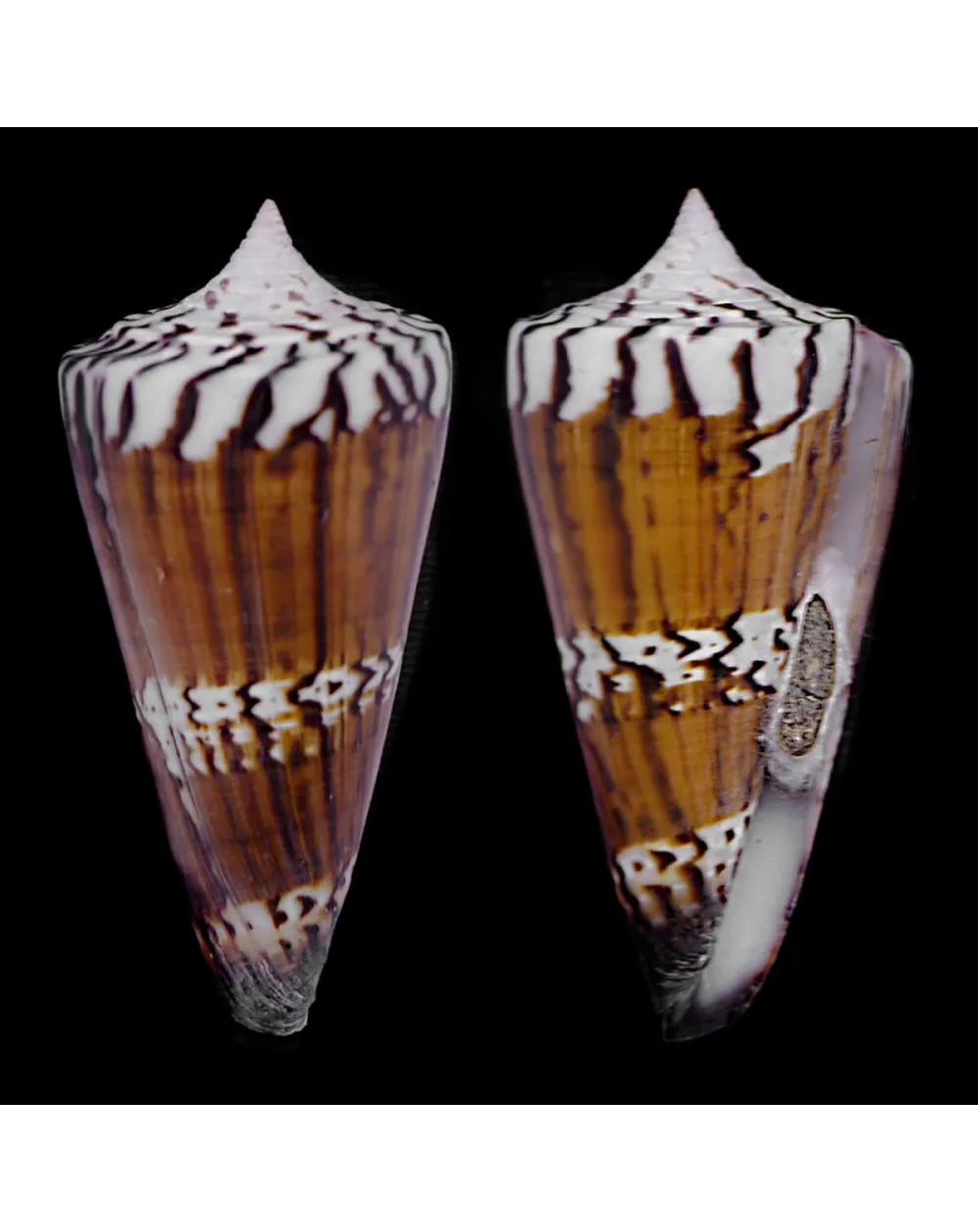 Strategoconus Generalis