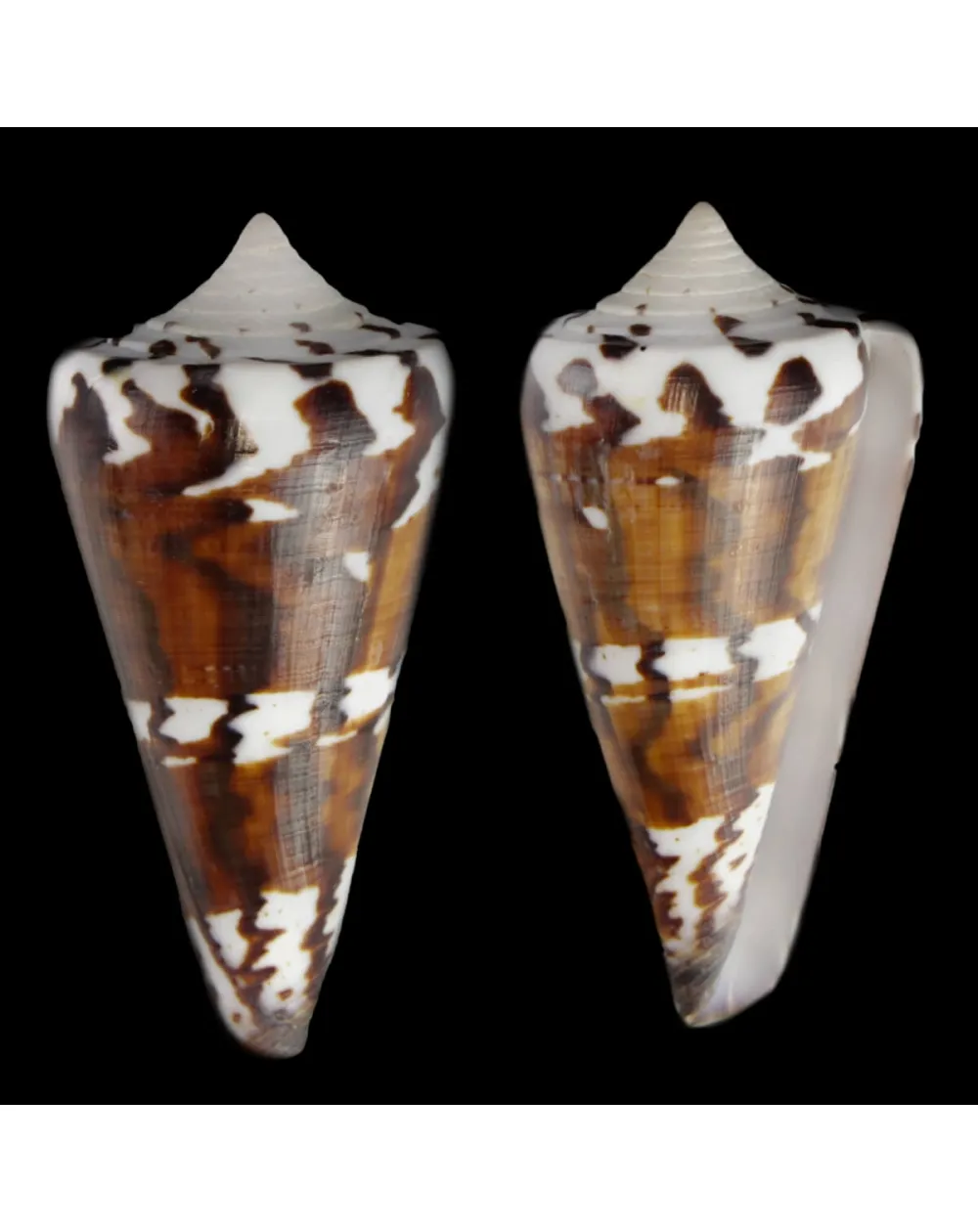 Strategoconus Generalis Black