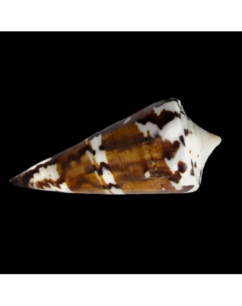 Strategoconus Generalis Black