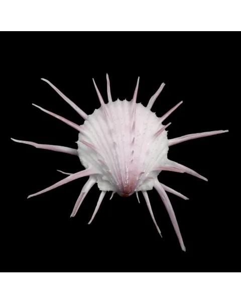 Spondylus Imperialis
